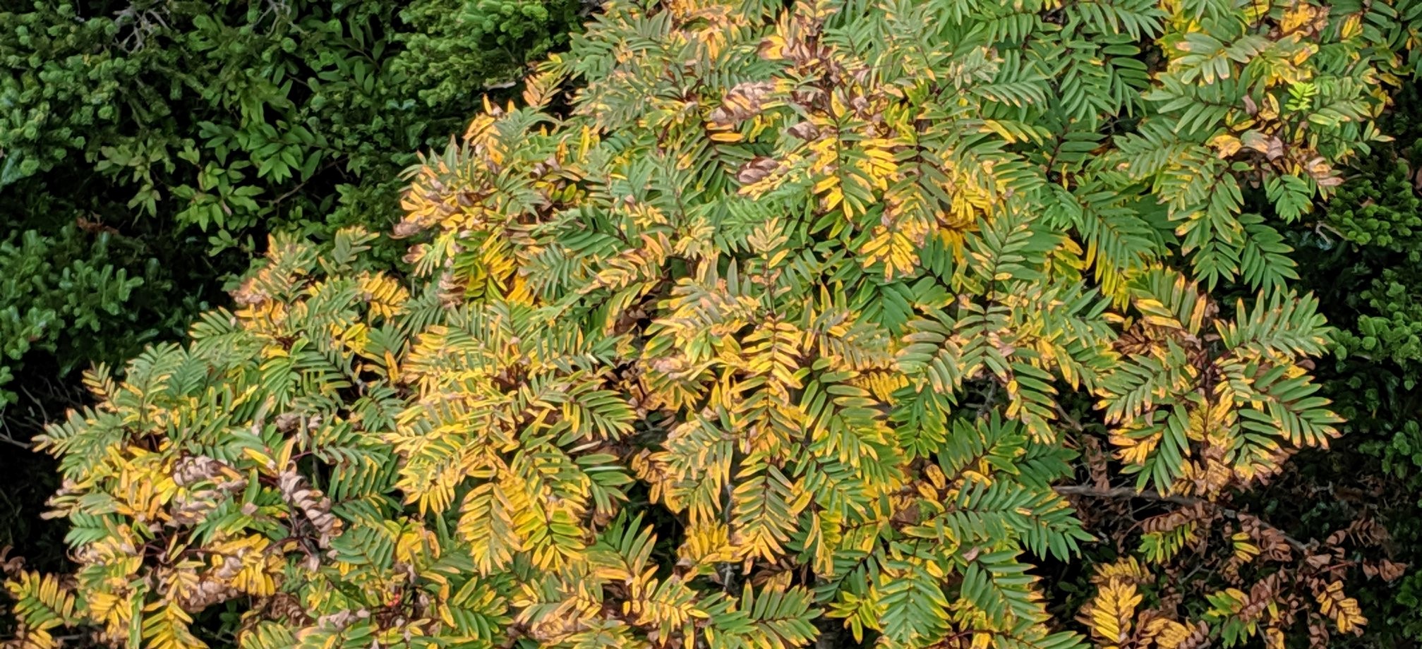 Mountain Ash On Grandfather