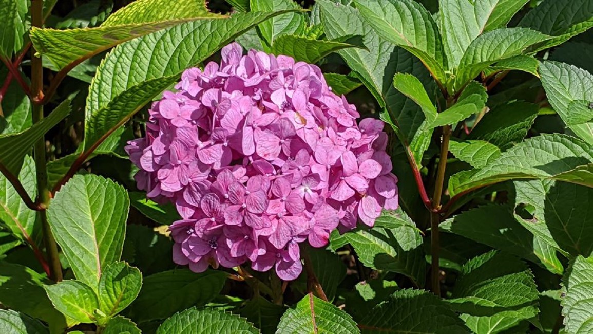 Hydrangeas