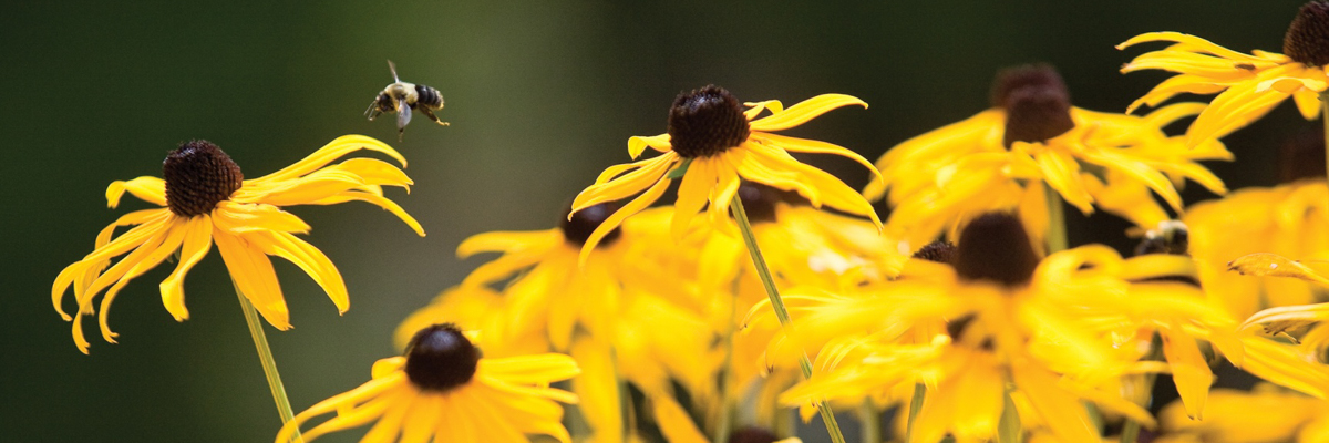 blackeyed susan flowers