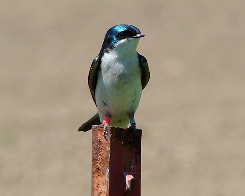 Personality, Stress Profiles & Fitness in Eastern Bluebirds & Tree Swallows