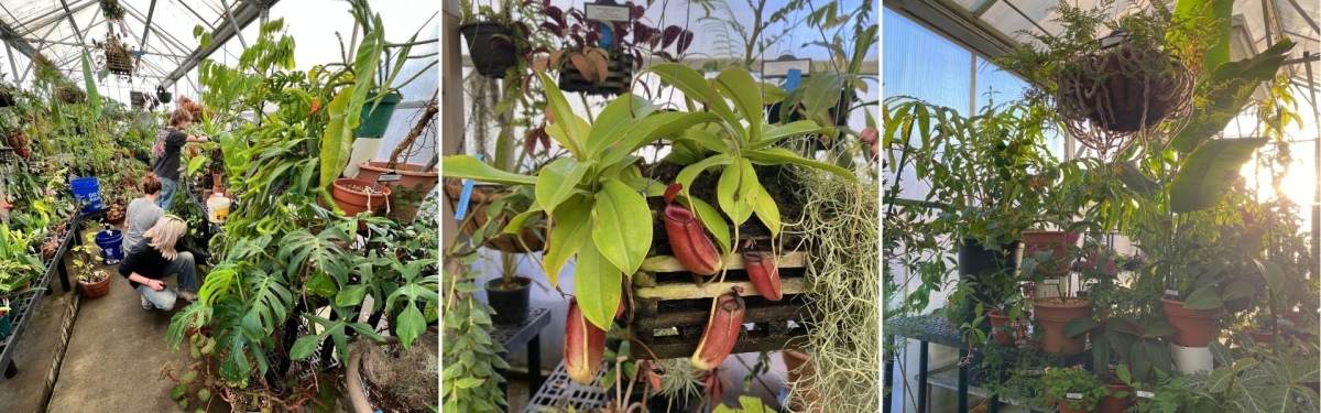 Plants in Biology Greenhouse