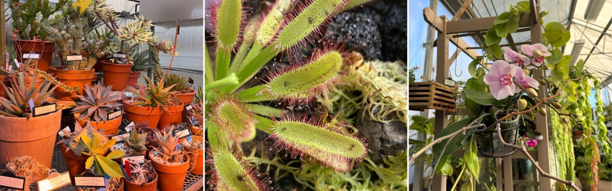 Plants in Biology Greenhouse