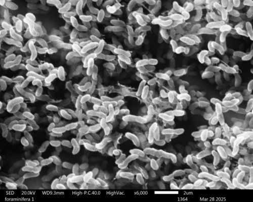 Scanning electron micrograph of a V. coralliilyticus biofilm formed on a glass slide. (Afton Rogers, Karatan Lab)