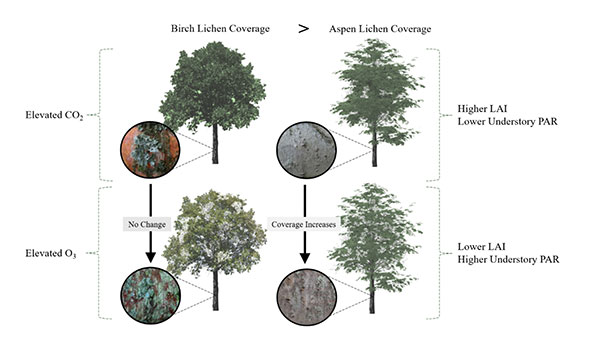 Lichen Growth
