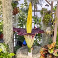 App State&rsquo;s corpse flower, Mongo, bloomed at the Department of Biology Greenhouse on Nov. 24. Photo by Wes Craig