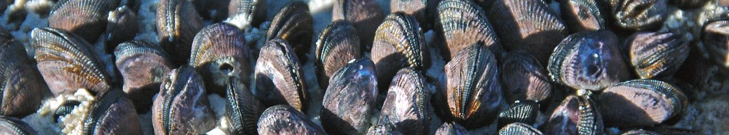 mussels-header.jpg
