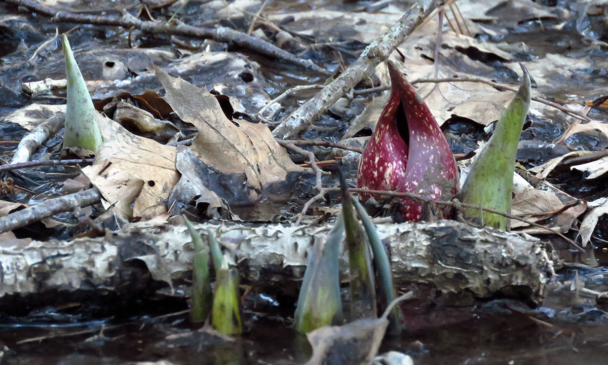 Skunk Cabbage