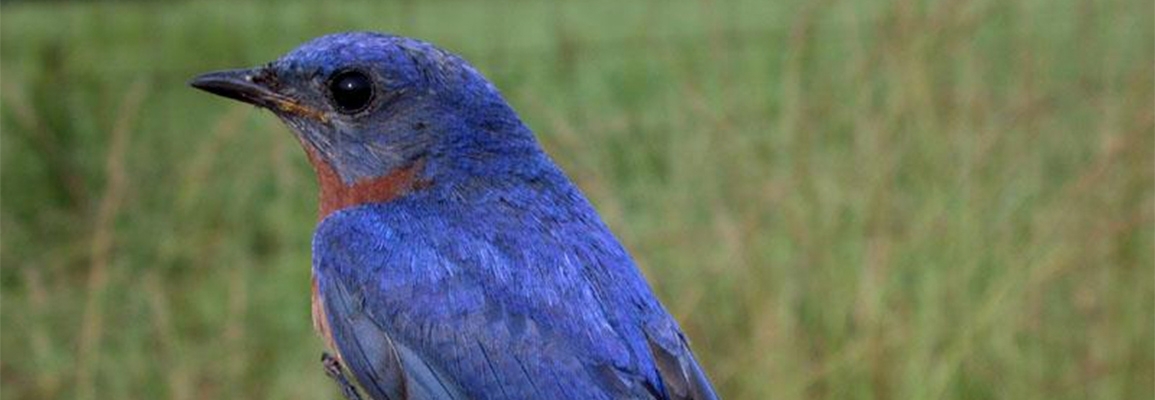 A bluebird.