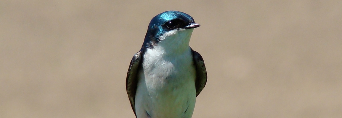 An eastern bluebird.