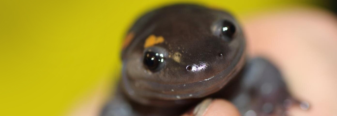 A salamander.