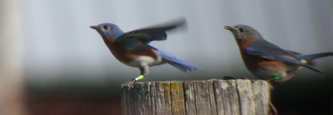 A bird about to take flight.