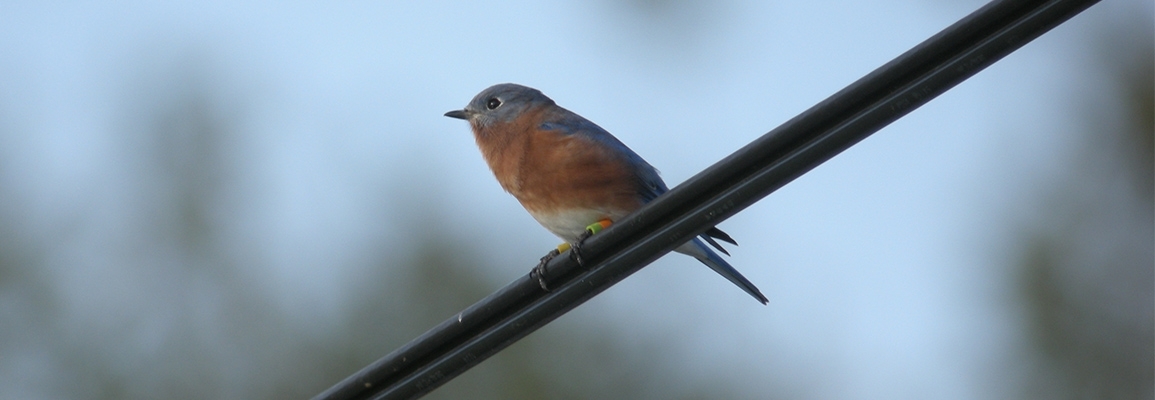 A bird sitting on a line.