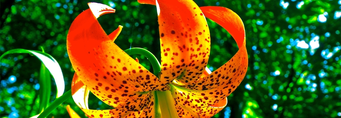 A bright yellow, orange and red flower.