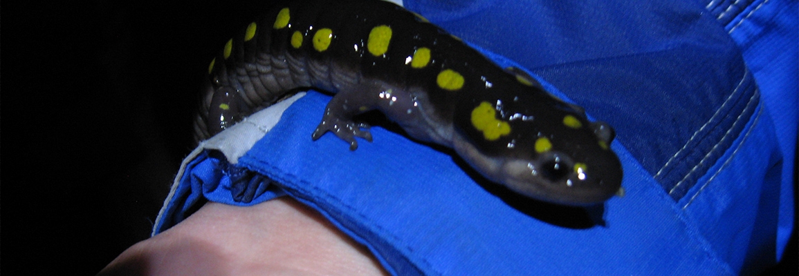 A salamander on a human's arm.