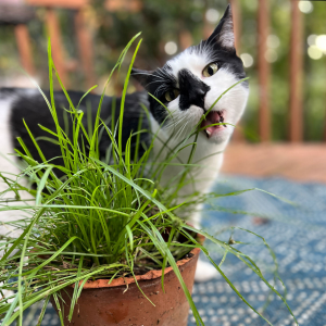 Merle the tuxedo cat eats grass that’s likely to snag fur in his stomach. Photo by Nicole Hughes